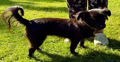 Schipperke dogs - Advert 9