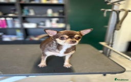 Mixed Breed dogs for sale: Waiting list open for outstanding Tiny Malchis  - Image 3