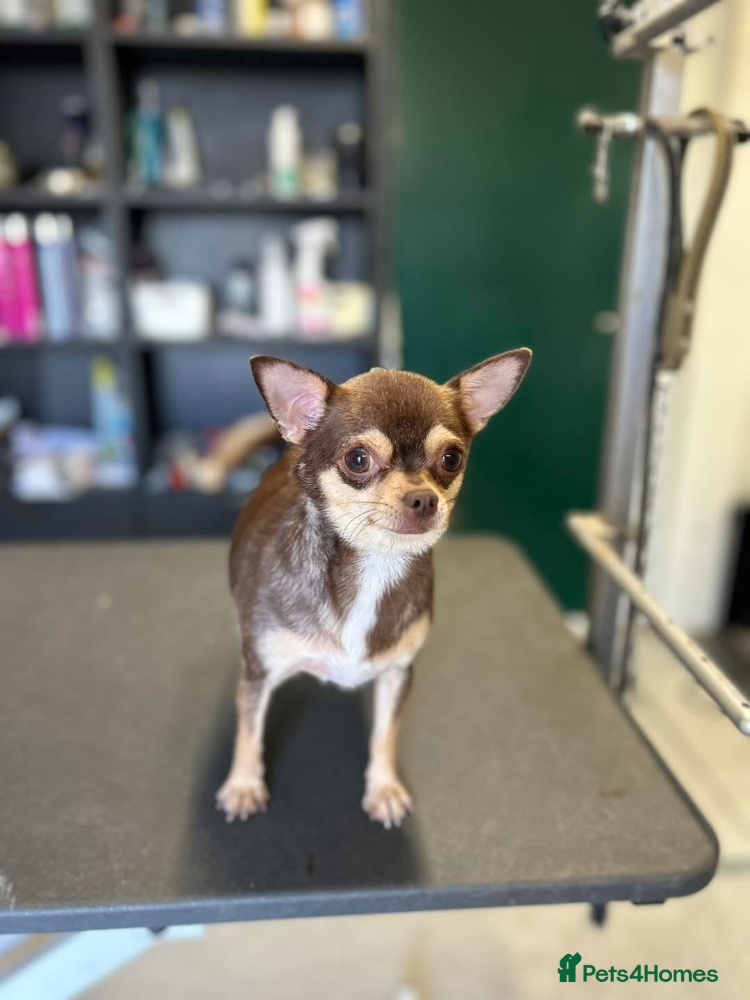 Mixed Breed dogs for sale: Waiting list open for outstanding Tiny Malchis  - Image 3