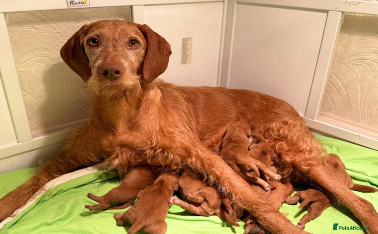 Hungarian Vizsla dogs - Advert 3