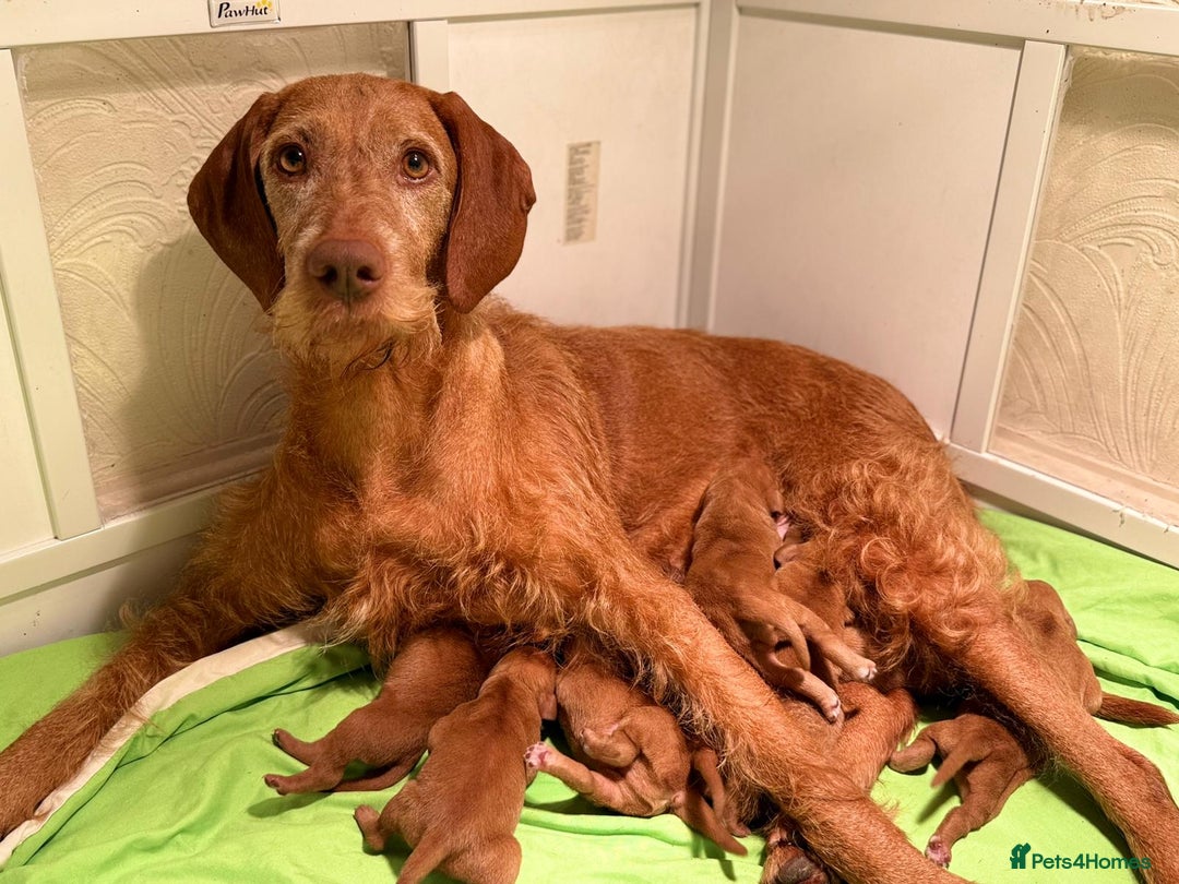 Hungarian Vizsla dogs for sale: Exceptional HWV Pups from Champion Working Lines - Image 1