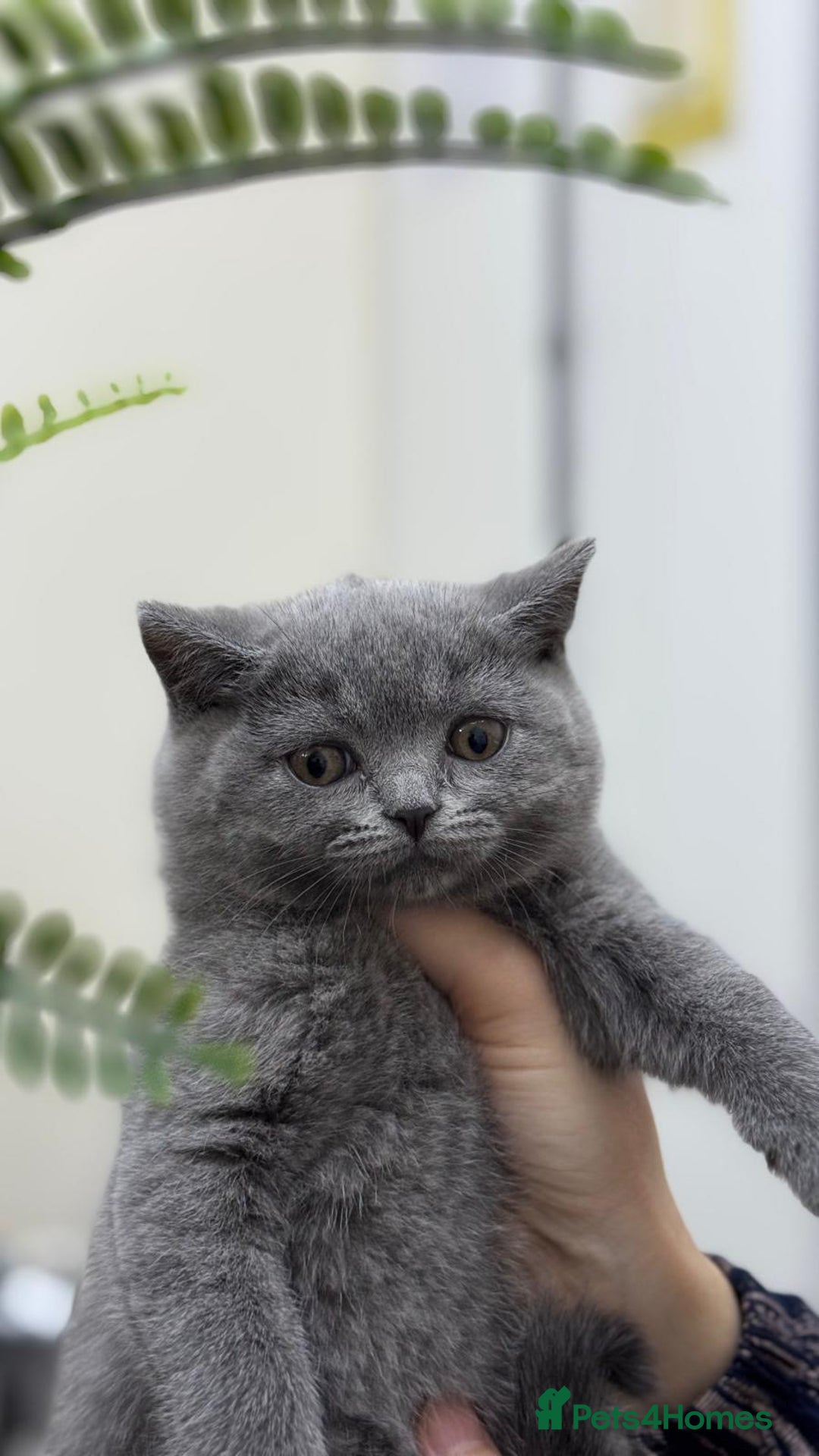 British Shorthair cats for sale: British shorthair kittens  - Image 5
