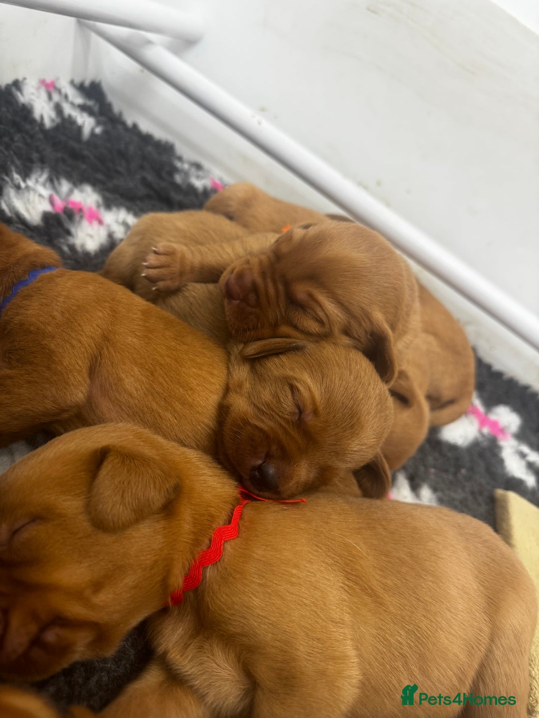 Labrador Retriever dogs for sale: Stunning Super Dark Red Labs from KC&health tested - Advert 5