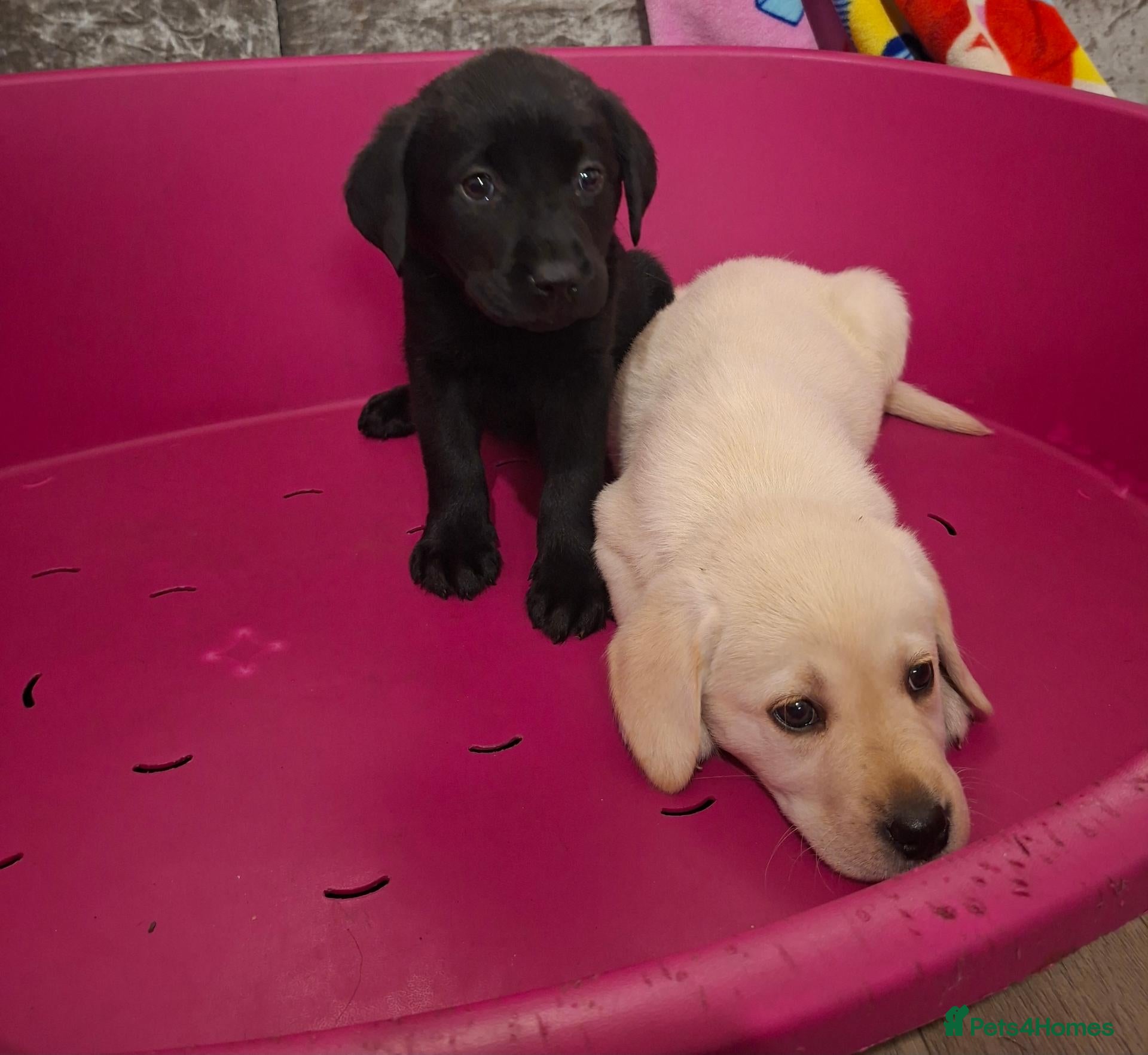 Labrador Retriever dogs Pedigree Labrador Puppies - Advert 20