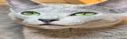 Russian Blue cats for sale: 🥇TOP Quality TICA Pedigree Russian Blue Kittens - Advert 8