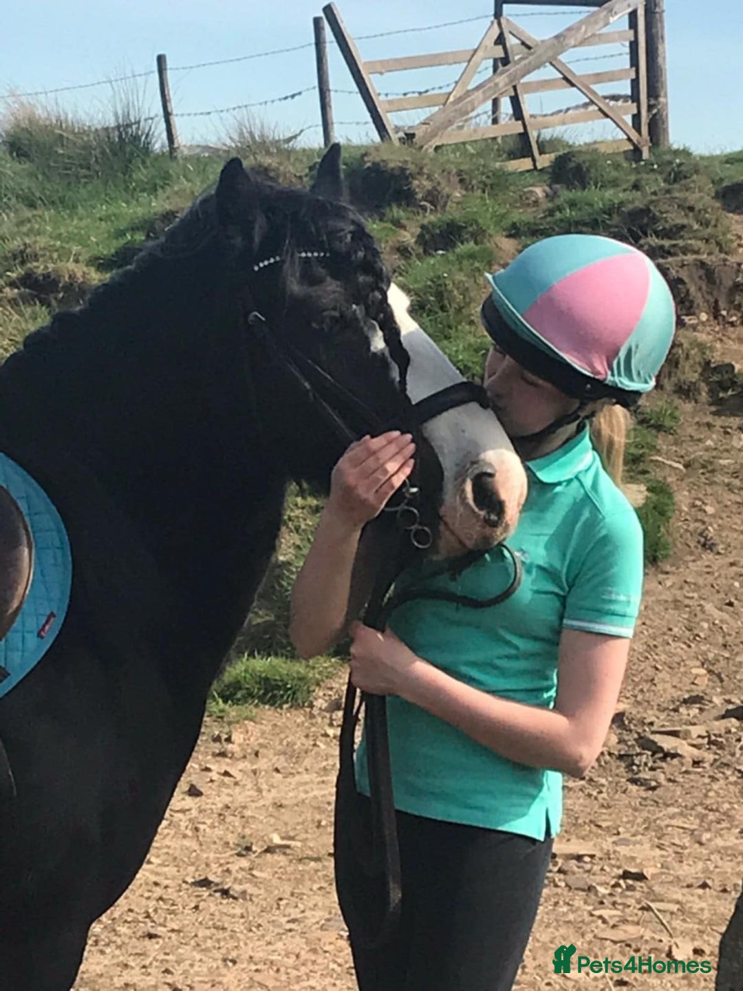 Riding pony horses for sale: Genuine cob  - Image 1