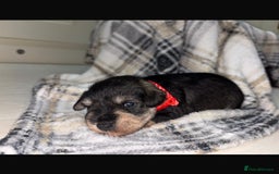 Miniature Schnauzer dogs for sale: 8 beautiful kc registered miniature schnauzer pups - Image 10