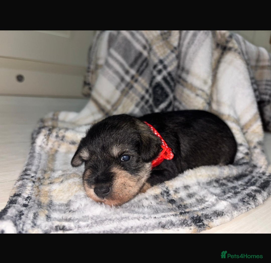 Miniature Schnauzer dogs for sale: 8 beautiful kc registered miniature schnauzer pups - Image 10