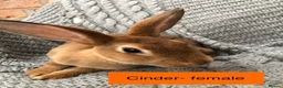Rex rabbits for sale: Pure breed velvet mini and standard Rex rabbits - Advert 10