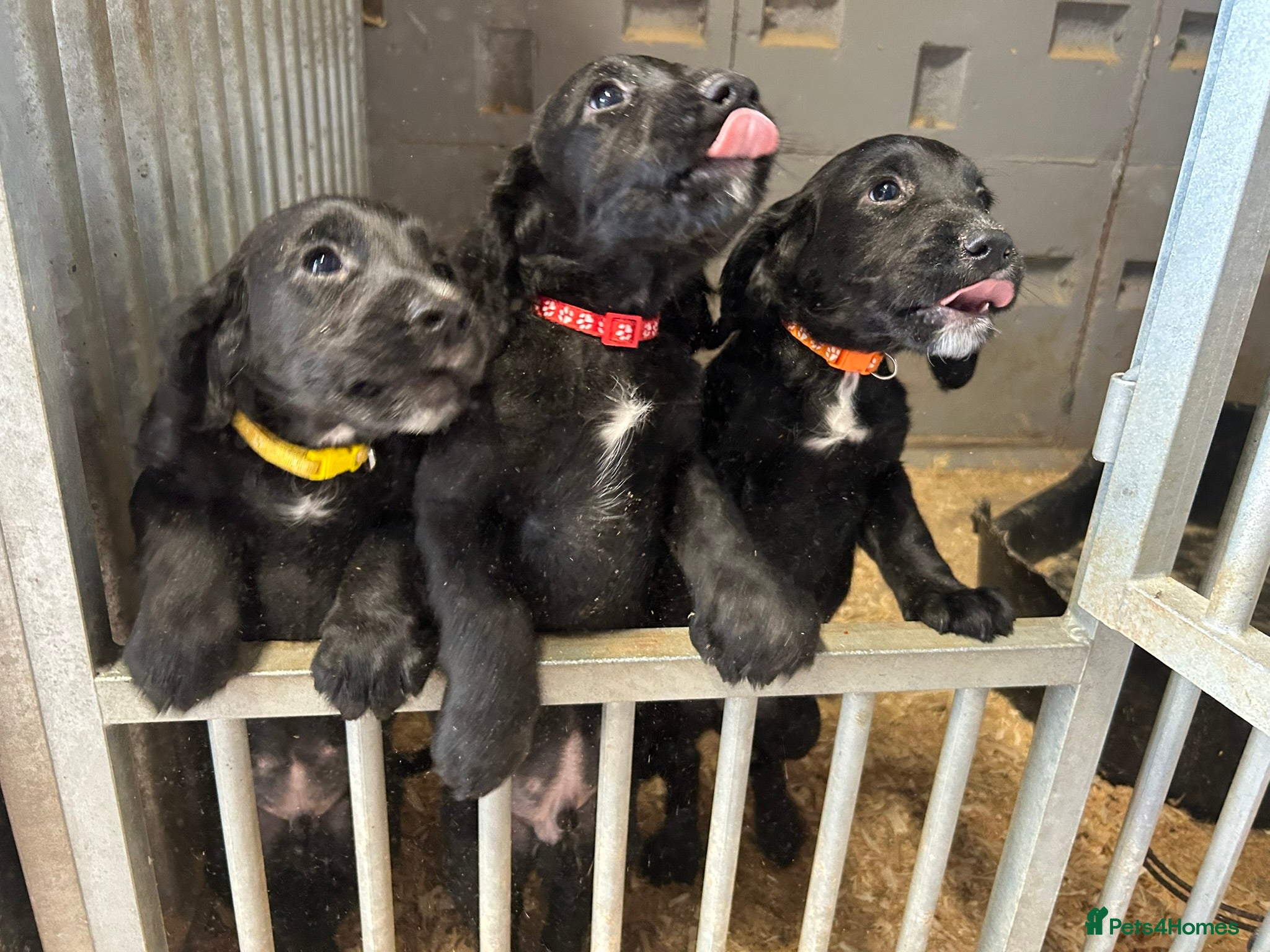 Cocker Spaniel dogs 4 Working Cocker Spaniel pups - excellent pedigree - Advert 1