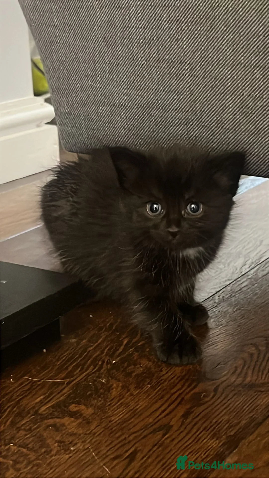 Mixed Breed cats for sale: Mixed with Ragdoll kittens - Advert 2
