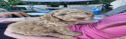 Mixed Breed dogs for sale: Adorable puppies ready for their forever homes  - Advert 14