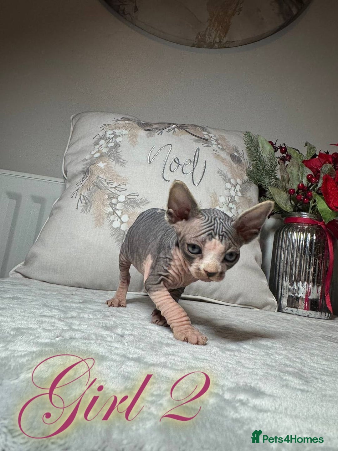 Sphynx cats for sale: Stunning Pedigree Sphynx Kittens - Advert 16