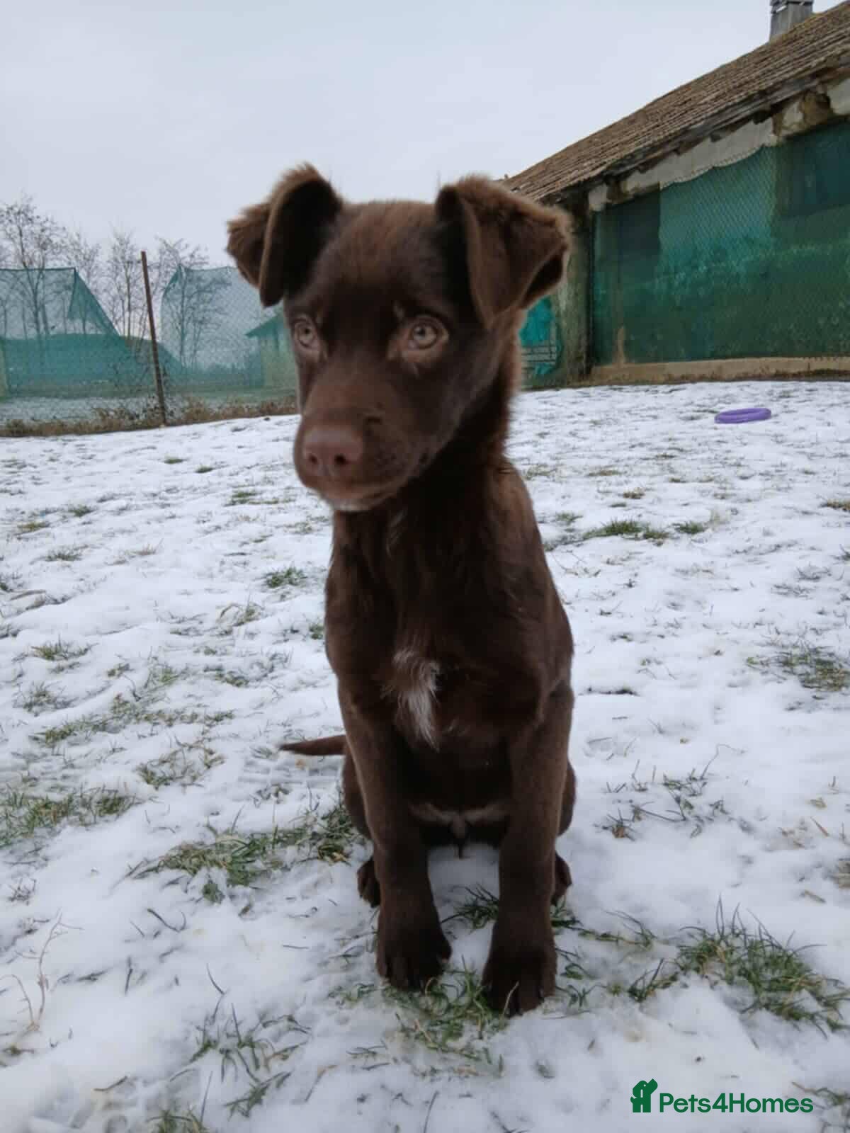 Mixed Breed dogs Chocolate Chip for adoption in Hastings - Advert 3