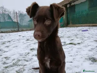 Mixed Breed dogs Chocolate Chip for adoption in Hastings - Advert 2