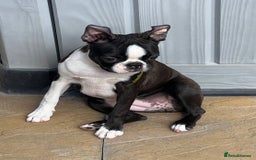 Boston Terrier dogs for sale: Female Boston Terrier - Image 9