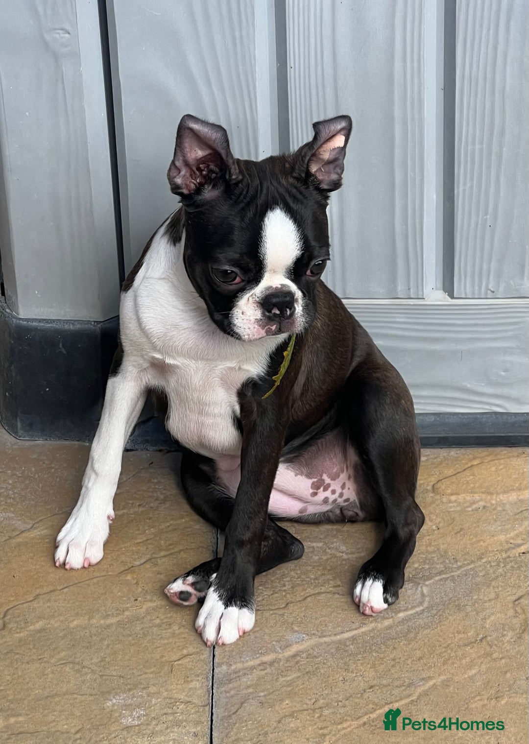 Boston Terrier dogs for sale: Female Boston Terrier - Image 9