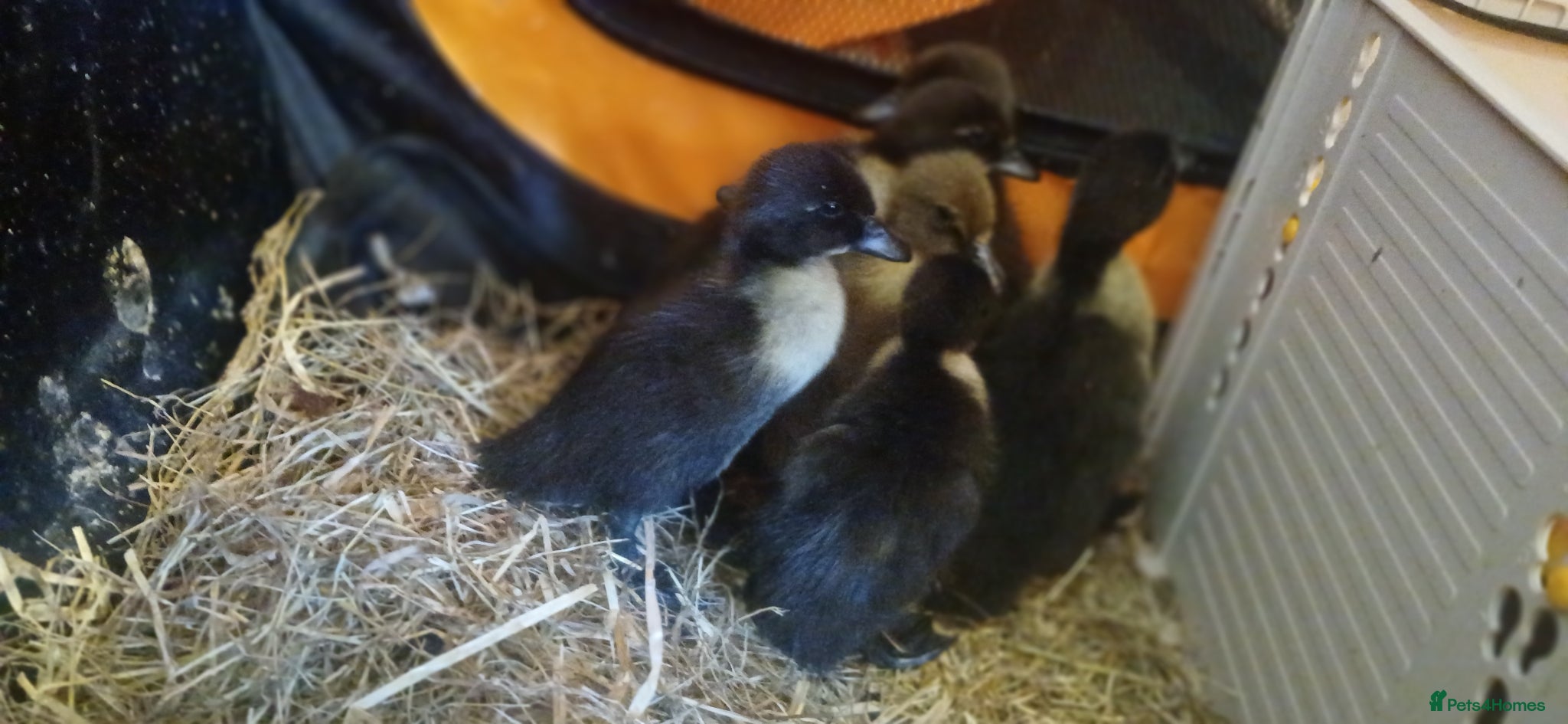 Ducks poultry Indian Runner ducklings  - Advert 2