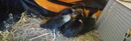 Ducks poultry for sale: Indian Runner ducklings  in Leeds - Advert 2