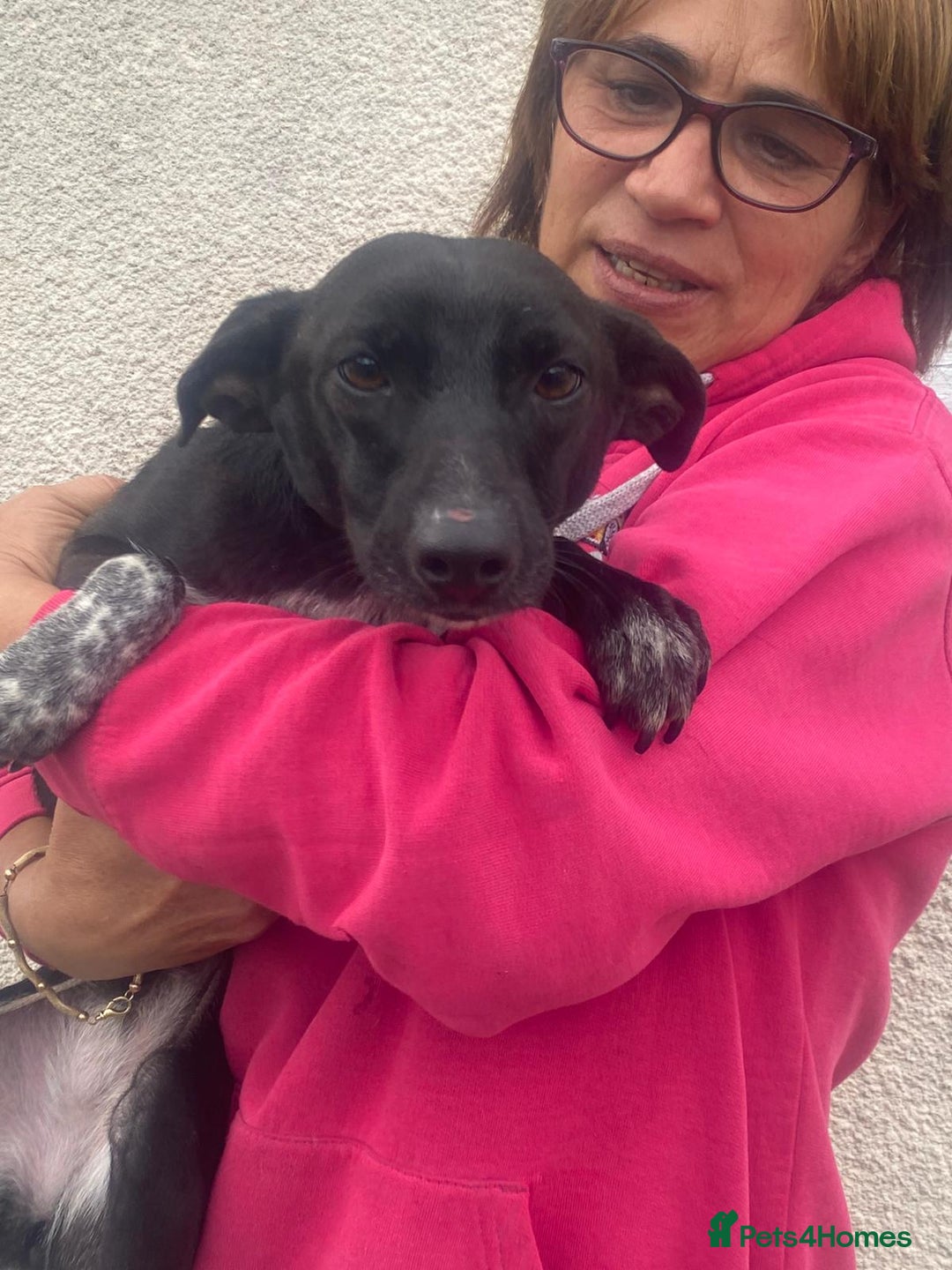 Mixed Breed dogs for adoption: Meet KATIA, a Gentle Little Girl for a Loving Home - Image 12