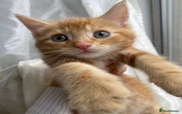 Mixed Breed cats for sale: 4 ginger & 1 tabby kittens - Image 4