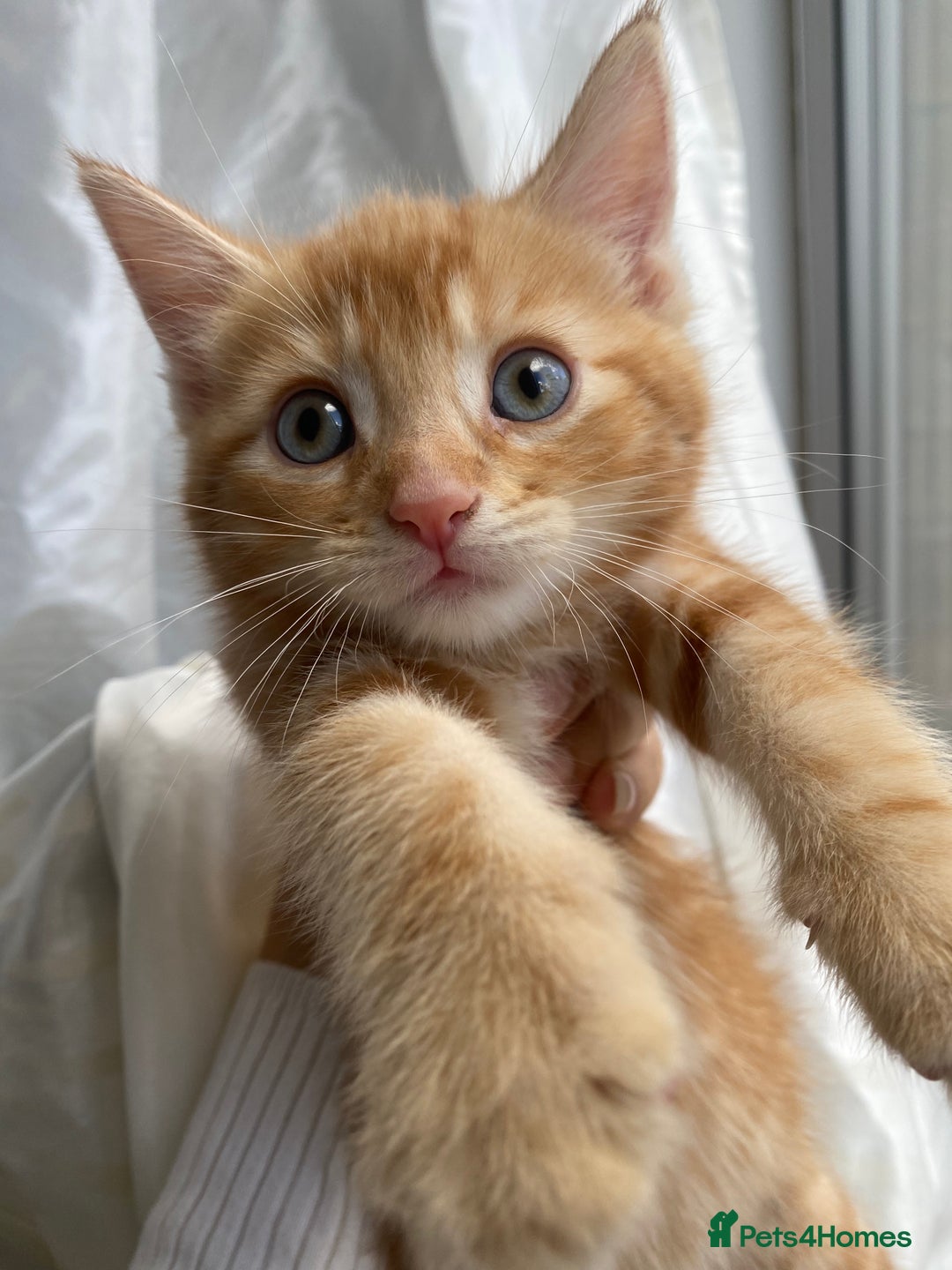 Mixed Breed cats for sale: 4 ginger & 1 tabby kittens - Image 4
