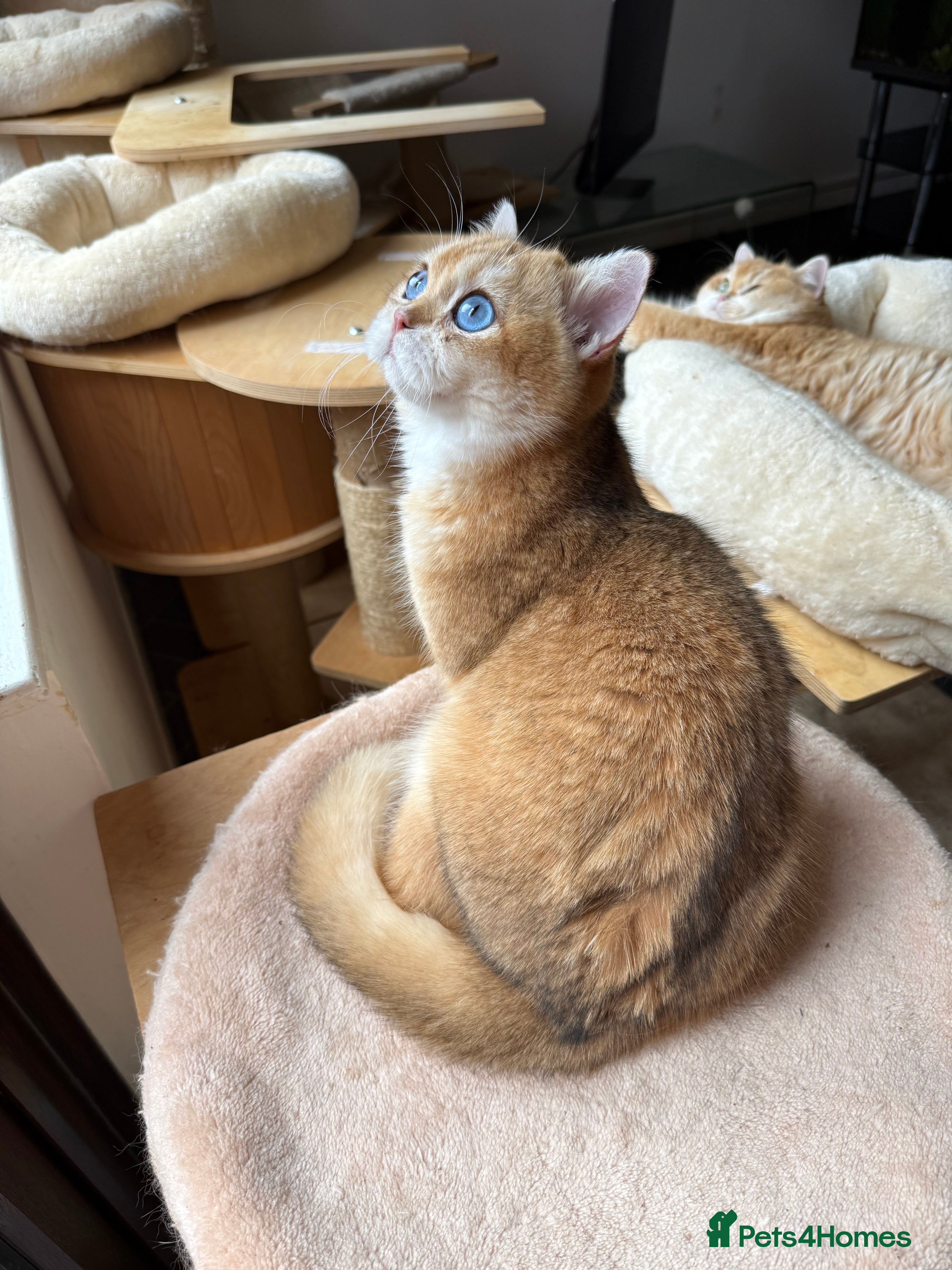 British Shorthair cats GCCF reg BSH Chocolate Gold Blue Eyes Male Kitten - Advert 3