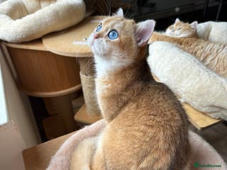 British Shorthair cats GCCF reg BSH Chocolate Gold Blue Eyes Male Kitten - Advert 3