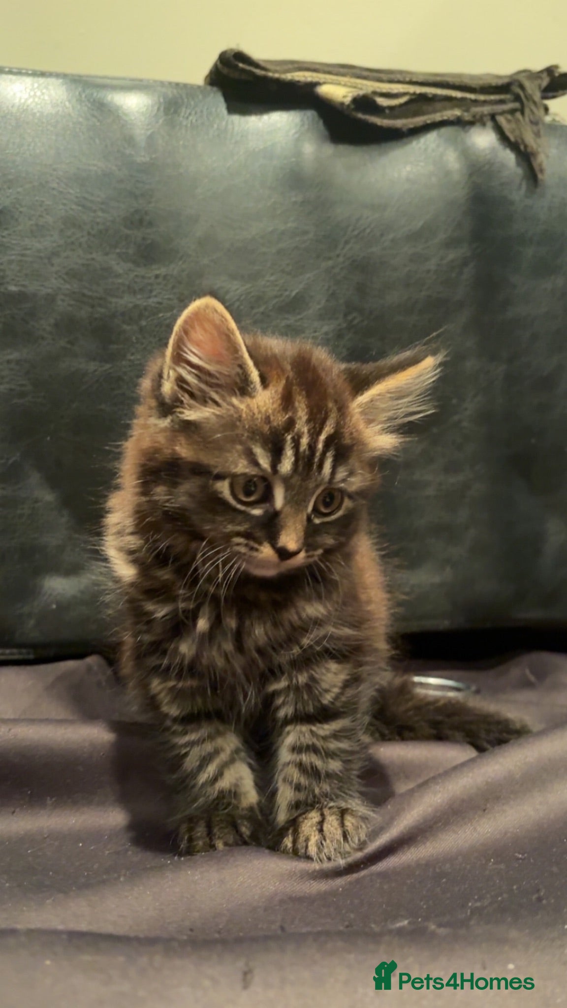 Mixed Breed cats British Short Hair Mix kittens - Advert 5