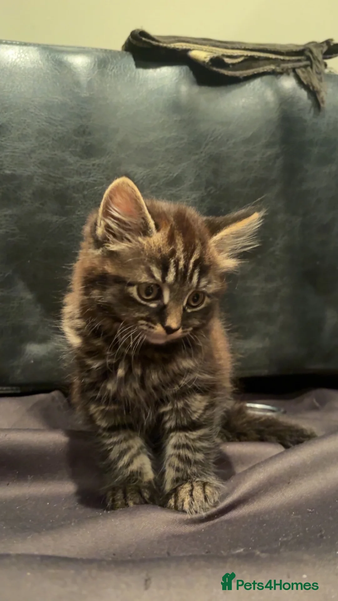 Mixed Breed cats for sale: British Short Hair Mix kittens - Advert 1