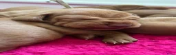 Hungarian Vizsla dogs for sale: EXCEPTIONAL HUNGARIAN VIZSLA PUPPIES in Sleaford - Advert 11