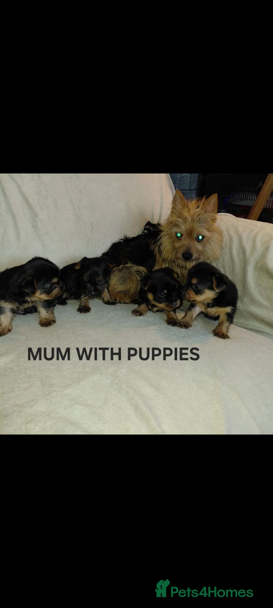 Yorkshire Terrier dogs for sale: Yorkshire Terrier INDIVIDUAL HEALTH CERTIFICATE in Poole - Advert 2
