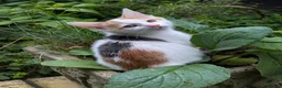 Mixed Breed cats for sale: Unique & beautiful calico kittens  - Advert 3