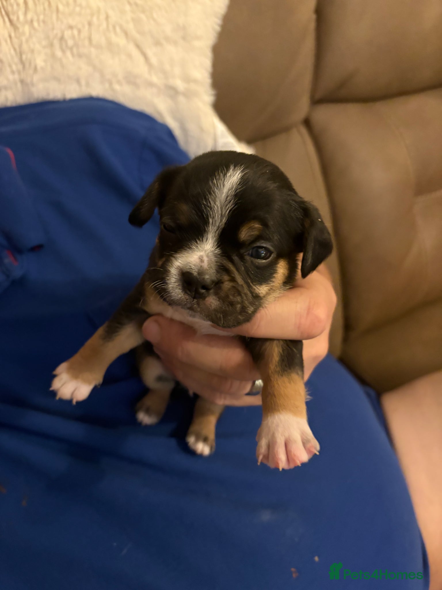 Mixed Breed dogs 1 boys left of a litter of 5 - Advert 16