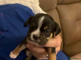 Mixed Breed dogs 1 boys left of a litter of 5 - Advert 16