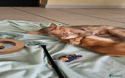 Abyssinian cats for sale: Abyssinian and Bengal x kittens 😻 - Image 2