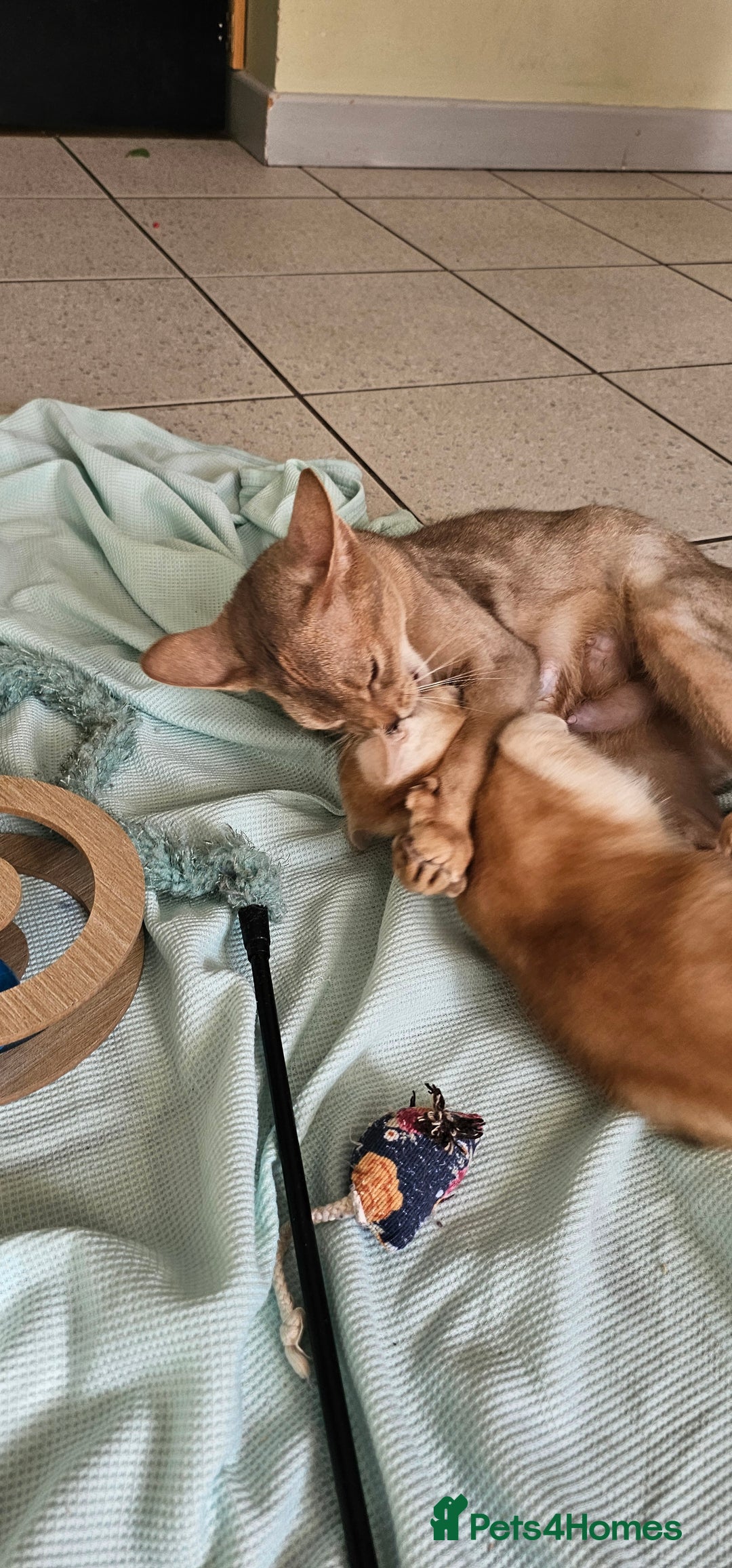 Abyssinian cats for sale: Abyssinian and Bengal x kittens 😻 - Image 2