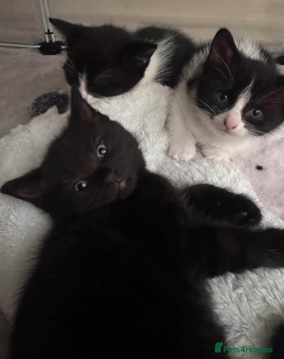 Mixed Breed cats for sale: 😻Adorable Kittens Looking for Their Homes 🐾 - Advert 2