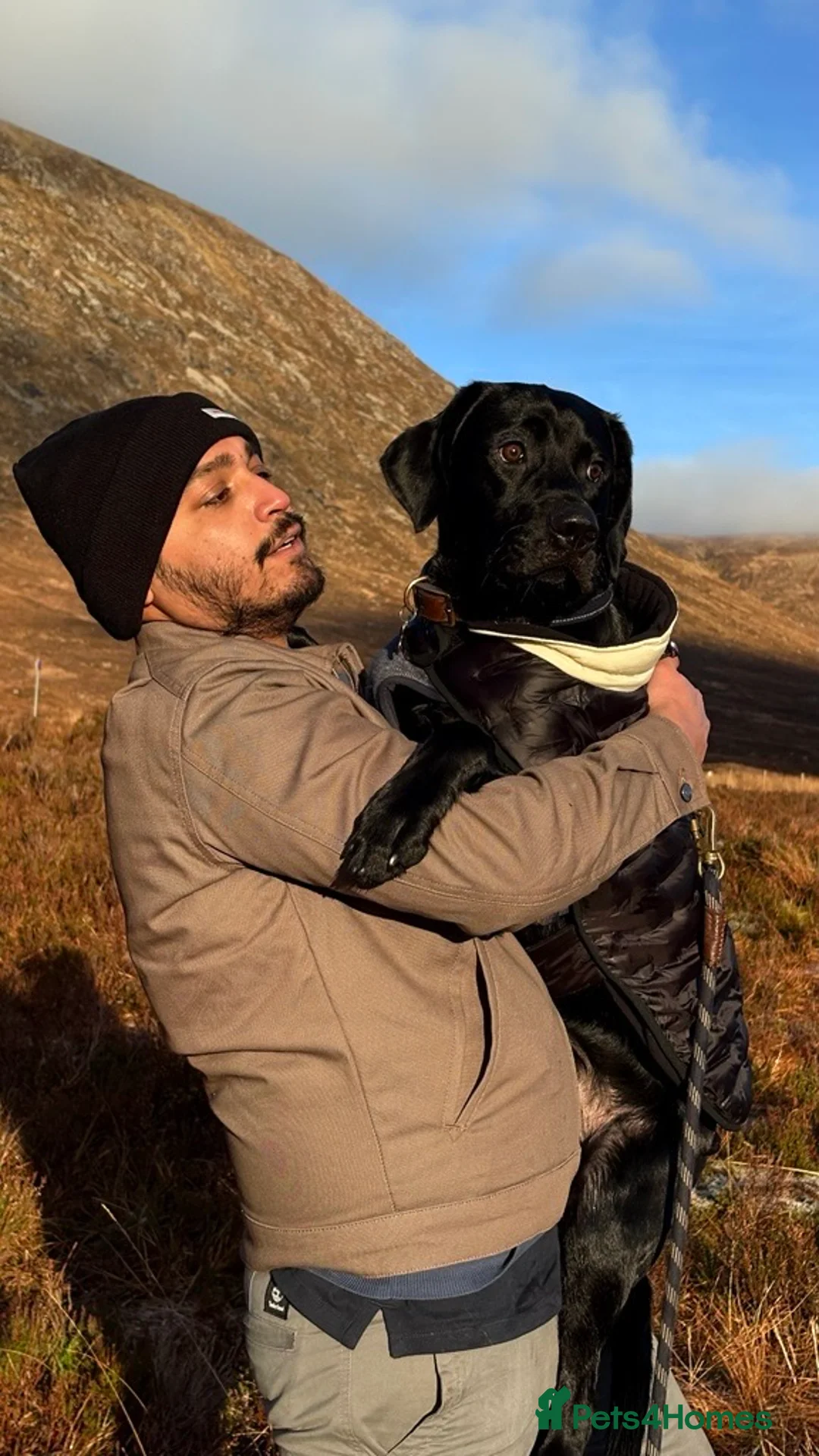 Labrador Retriever dogs for sale: Two Black Labrador Retrievers – Rehomed Together - Advert 2