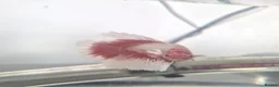 Bettas fish for sale: X3 betta fish - Advert 5