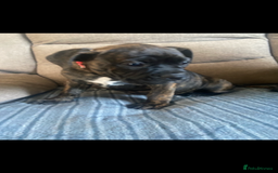 Mixed Breed dogs for sale: Old tyme bulldog in Shotts - Image 11