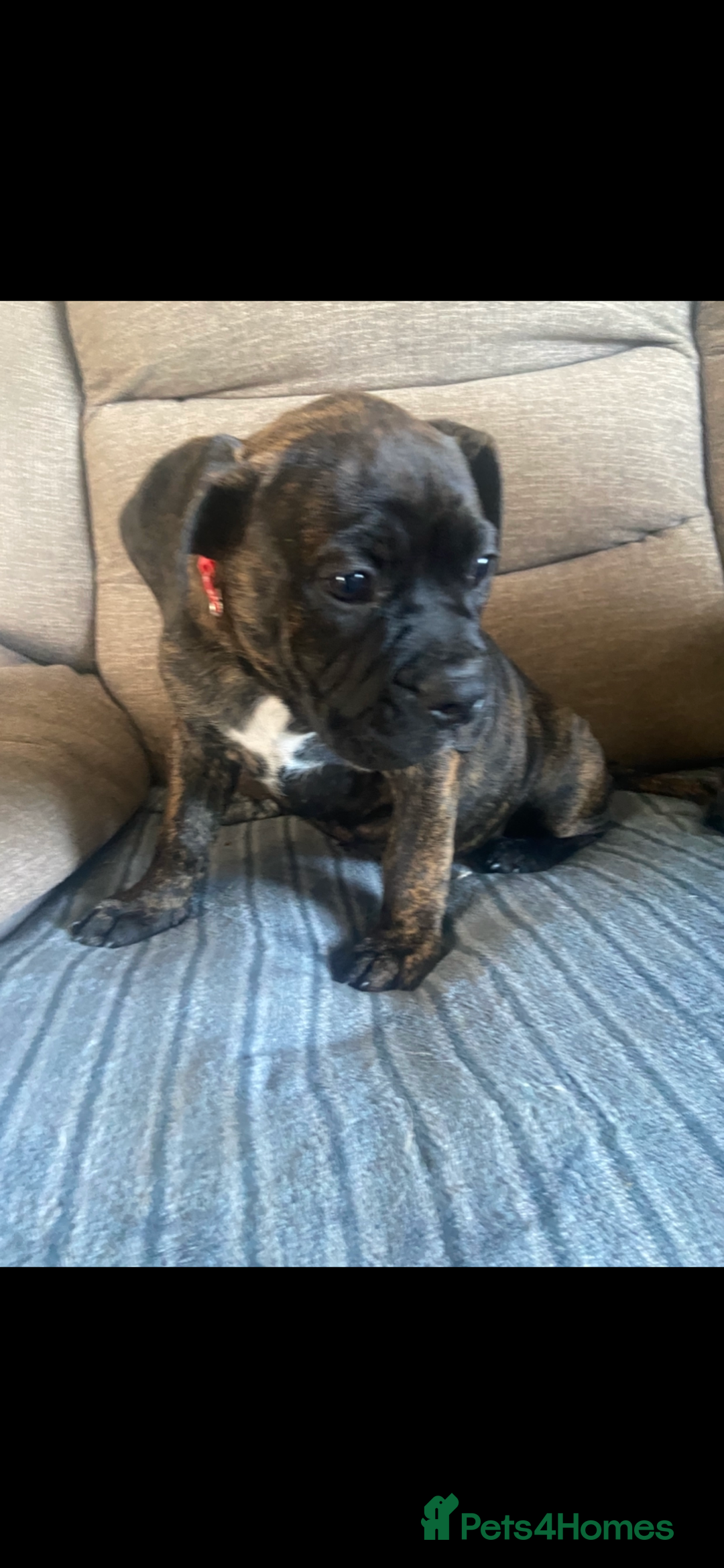 Mixed Breed dogs for sale: Old tyme bulldog in Shotts - Image 11