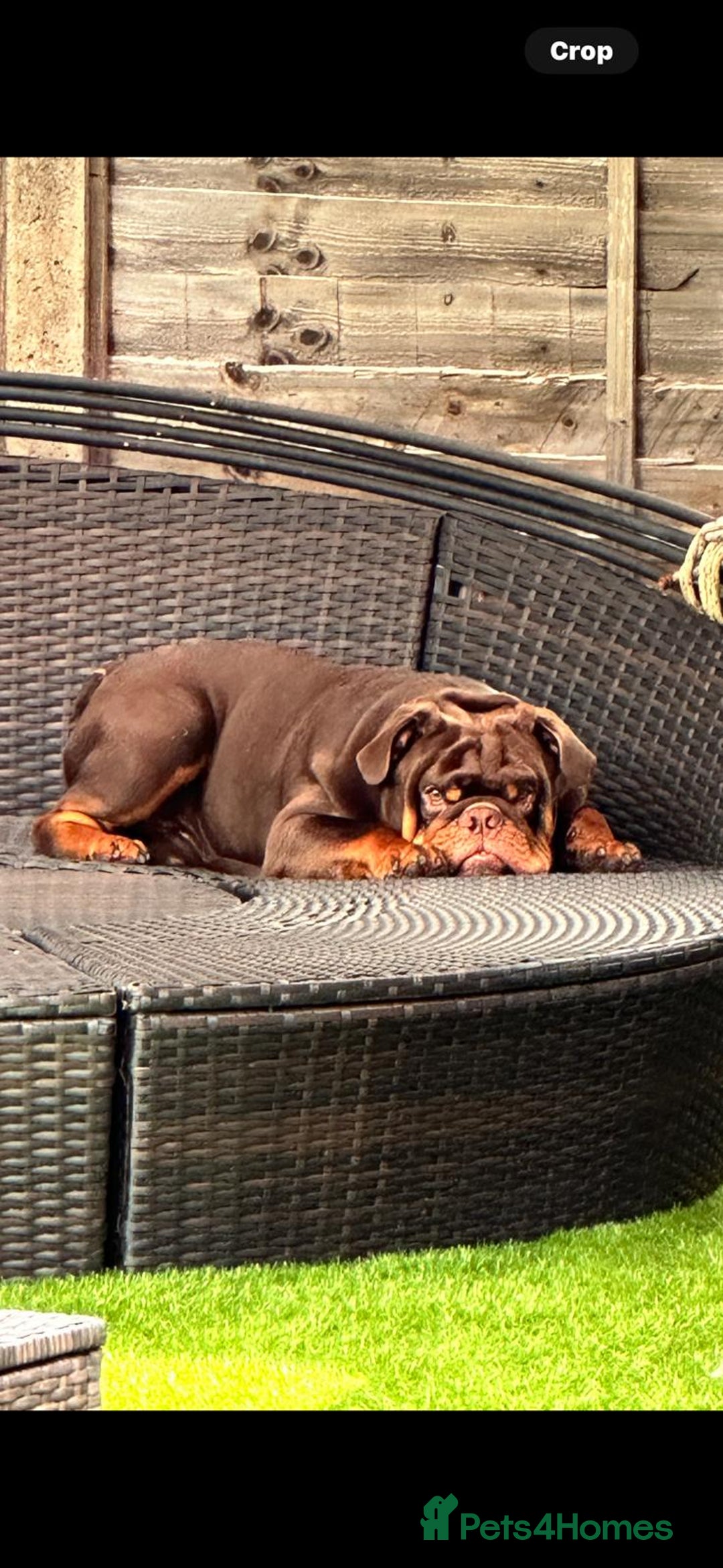 English Bulldog dogs for sale: Bulldog Puppies Champion bloodlines - Advert 3