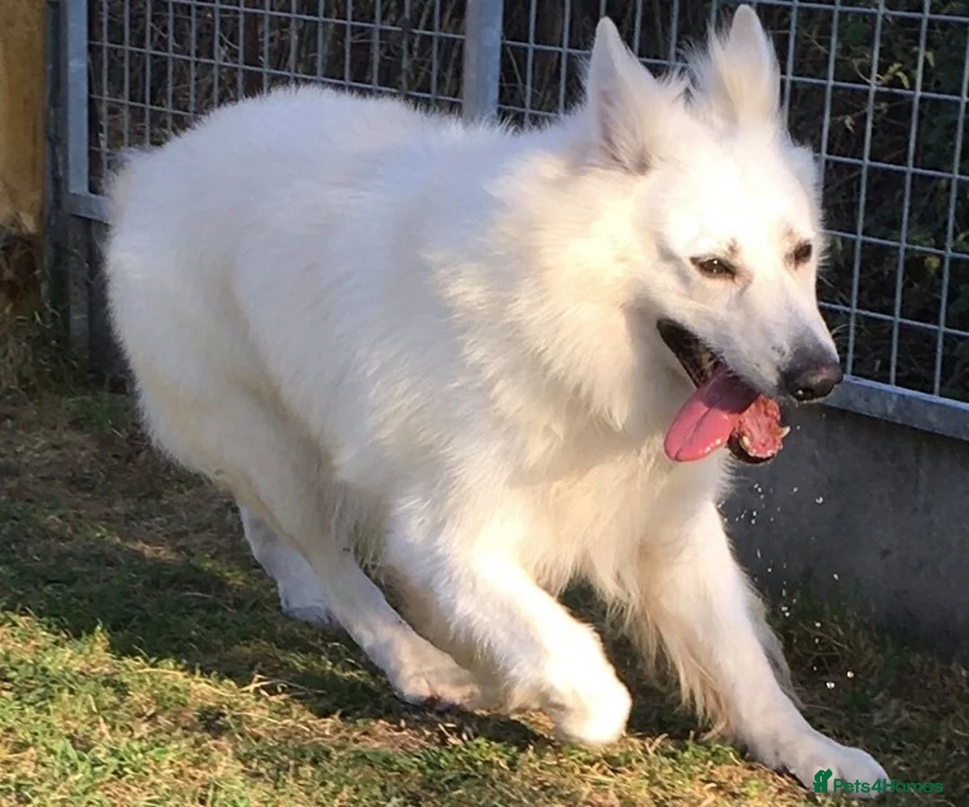 German Shepherd dogs for stud: KC Reg Cheyenne fully Health Tested at stud in Wisbech - Advert 3