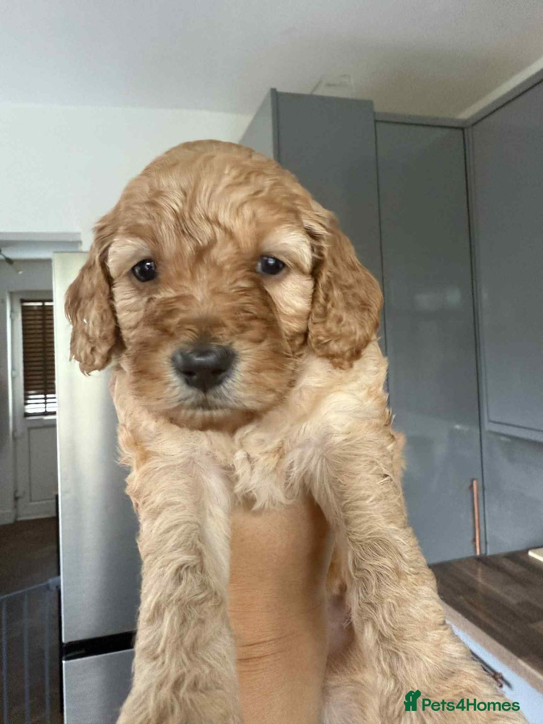 Cockapoo dogs for sale: Gorgeous cockapoo puppies  - Advert 7
