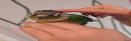 Conures birds for sale: Green-Cheek Conure With Cage and Accessory's - Advert 3