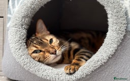 Bengal cats for sale: ⭐️TICA Triple Grand Champion⭐️ - Image 24