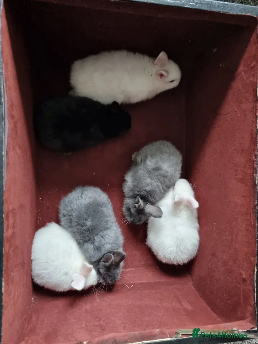 Mixed Breed rabbits for sale: Dwarf baby rabbits - Advert 1