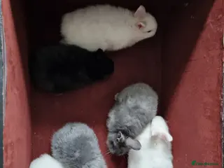 Mixed Breed rabbits Dwarf baby rabbits - Advert 4