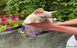 French Bulldog dogs for sale: French bulldog puppies ready now. - Image 14